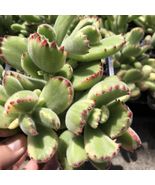 4” Pot Live Plant Variegated Bear Paws Cotyledon Tomentosa With Red Tips - £29.87 GBP