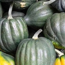 Acorn Winter Squash Seeds Table Queen Beautiful Garden Fresh USA Garden - £7.33 GBP