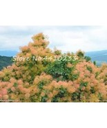 New Fresh Cotinus Coggygria Seeds - $183.76 MXN