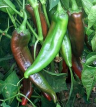 Joe E. Parker Chili Pepper Seeds - £7.70 GBP