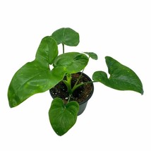 Philodendron Goeldii, 4 inch, Rare Gold Philo, Finger Leaf - £11.71 GBP