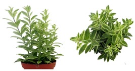 4&quot; Pot- Bolero Bicolor Lipstick Plant -Aeschynanthus - Easy to Grow Hous... - $50.99
