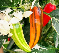 20 Fish Pepper Seeds Fresh Fast Shipping - $3.36