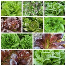 Romaine and Butterhead Lettuce Collection, NON-GMO, 10 Varieties, FREE SHIP - £1.33 GBP+
