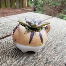 Cat Planter + Ghost Succulent, Kitten Ceramic Pot, Graptopetalum Paraguayense image 5