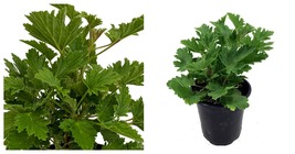 Live Plant Citronella Mosquito - Pelargonium citriodorum - Quart Pot - $50.98