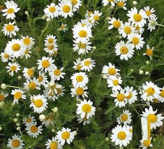 2000 Roman Chamomile Herb Seeds Flower Anthemis Nobilis Seed - $14.78