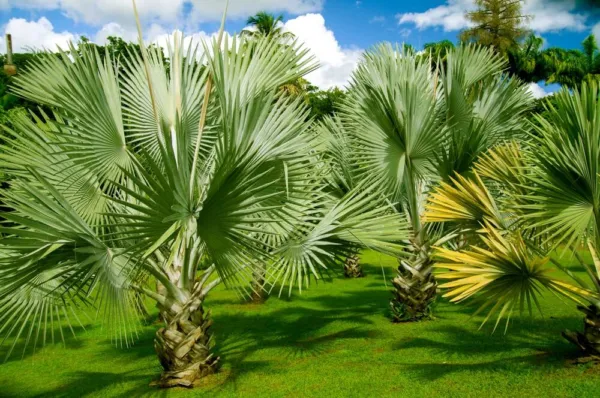 Fresh Mexican Fan Palm Tree Seeds Washingtonia Robusta Mexican Washingtonia 15 P - £14.85 GBP