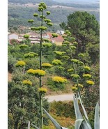 Agave americana American Century Plant Maguey 10 Seeds - £21.64 GBP