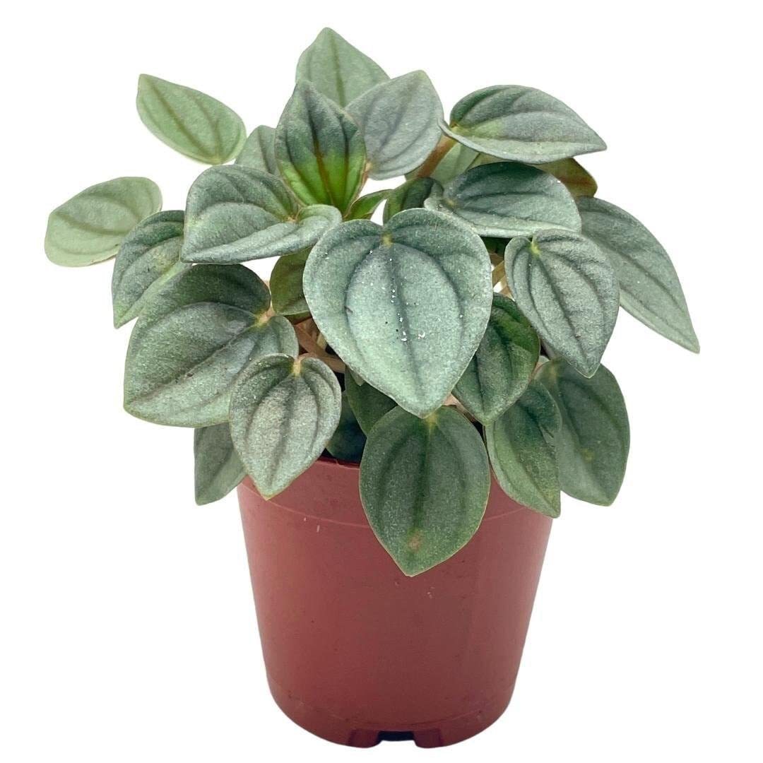 Green Ripple Peperomia Frost, 2 inch, Emerald Ripple Pepper, caperata, a... - $6.79
