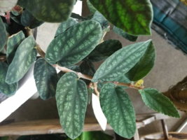 Polynesian Ivy - Satin Pellionia Pulchra - Variegated Low Light House Plant - £4.70 GBP