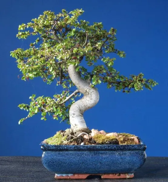 Top Seller 50 Chinese Elm Tree Lacebark Ulmus Parvifolia Seeds - £11.46 GBP