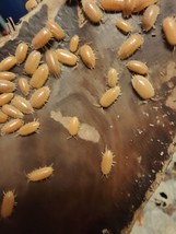 30 Live Orange Laevis Isopods.  Free Shipping - $28.04