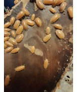 30 Live Orange Laevis Isopods.  Free Shipping - $28.04