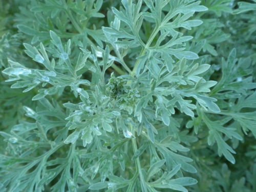 100 Wormwood Seeds Artemisia Absinthium Absinthe herb Bitters Medicinal - $8.91