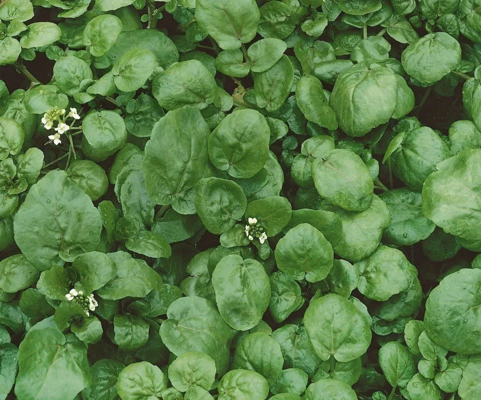 LWS True Watercress Nasturtium officinale Garden 1000 Seeds Fast Shipping - $9.00