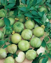 Grande Rio Verde Tomatillo, 50 Seeds, BUY 2 GET 1 FREE, NON-GMO, FREE SH... - €1,34 EUR