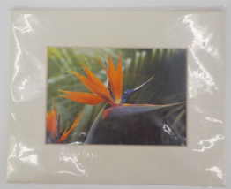 PHOTOGRAPH ART PRINT BIRD OF PARADISE FLOWER LANDSCAPE MATTED RECTANGLE ... - £15.80 GBP