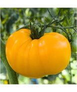 Yellow Brandywine Tomato Seeds Indeterminate Potato Leaf - $4.47