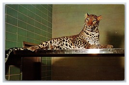 Lot of 11 Big Cats Lions Tigers Leopards Chrome Postcards U9 - £7.79 GBP