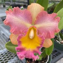 Curtis Oda &#39;Volcano Queen&#39; (Seedling/Plug) - $17.00