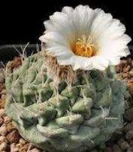 Strombocactus disciformis cactus - £2.07 GBP