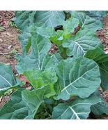 2000 Georgia Collard Seeds - $8.98