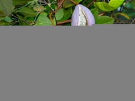 Chocolate Vine {Akebia Quinata} &#39;Purple Bouquet&#39;  Edible 5 Seeds  - £8.64 GBP