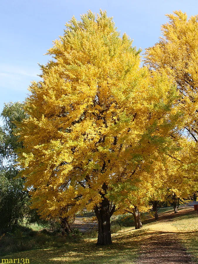 Ginkgo biloba maidenhair tree - £23.82 GBP