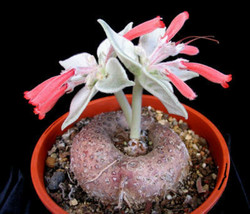 Sinningia leucotricha, rare caudex plant seed 100 SEEDS - £11.18 GBP