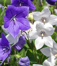 VC Balloon Flower (Platycodon Grandiflorus) Blue And White Seeds Heirloo... - $9.77