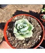Graptoveria Lovely Rose  4in pot - $20.58 CAD
