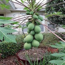 ArfanJaya 25 Original Solo Sunset Papaya Seeds  Fruits At Few Feet Tall In 9 Mon - £8.98 GBP