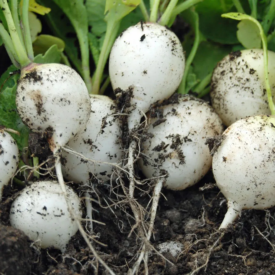 150 Fresh Seeds Hailstone White Globe Radish - £7.61 GBP