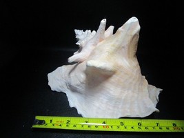Sea shell decorative nautical 6 x 7 x 8&quot; aquarium decor - $123.75