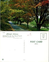 New York(NY) Adirondack Country Road in Autumn Fall Maple Trees VTG Postcard - £7.50 GBP