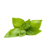 200 Lemon Basil Seeds ~ 2024 ~ Heirloomseedguy ~  From US  - £6.46 GBP