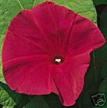 50 Scarlet O&#39;hara Morning Glory Red Ipomoea Nil - £13.58 GBP