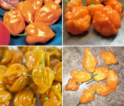 Orange Yellow Habanero Pepper Capsicum Seeds, hot chilli ornamental vege... - $9.62