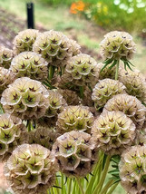 50 Seeds Scabiosa Stellata Seeds Garden Beautiful - £5.96 GBP