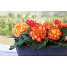 25+ Tuberous Begonia Seeds – Grow Vibrant, Large Blooms for Your Garden - $16.50