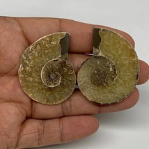 21.4g, 1.7&quot;x1.3&quot;x0.2&quot;, 1 Pair Half Cut Ammonite Polished Mineral @Madagascar,F22 - £6.39 GBP