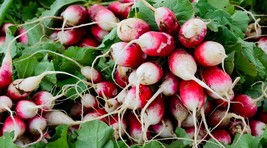 Sparkler Whitetip Radish Seeds Chinese Fresh Fast Shipping - $5.20 CAD