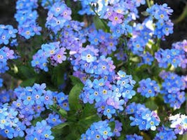 Septh Forget-Me-Not- 500 Seeds- Bogo 50% Off Sale - $6.06