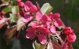 Seeds USA Seller 25 Scarlett Crabapple Seeds Planting - £8.46 GBP