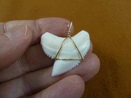 (S6-30) 1-3/8&quot; White TIGER SHARK Tooth gold wired pendant sharks necklace - £63.52 GBP