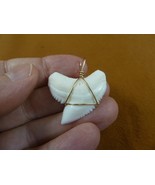 (S6-30) 1-3/8&quot; White TIGER SHARK Tooth gold wired pendant sharks necklace - $80.40