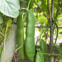 Tropical Seeds Jack Bean Ornamental Tropical Vine 3 Seeds Canavalia Ensiformis W - $17.68