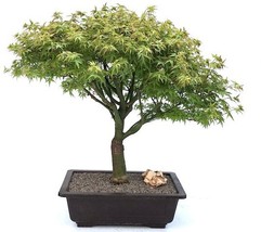 Dwarf Japanese Maple Bonsai Tree  (acer palmatum &#39;Capercis Dwarf&#39;)  - £475.52 GBP