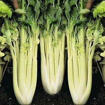 SEPTH Golden Pascal Celery Seeds Non-GMO 1150 - £4.50 GBP